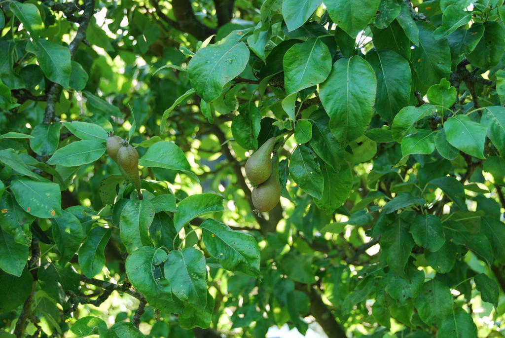 Bed&Brood De Straverdonk Graft Værelse billede