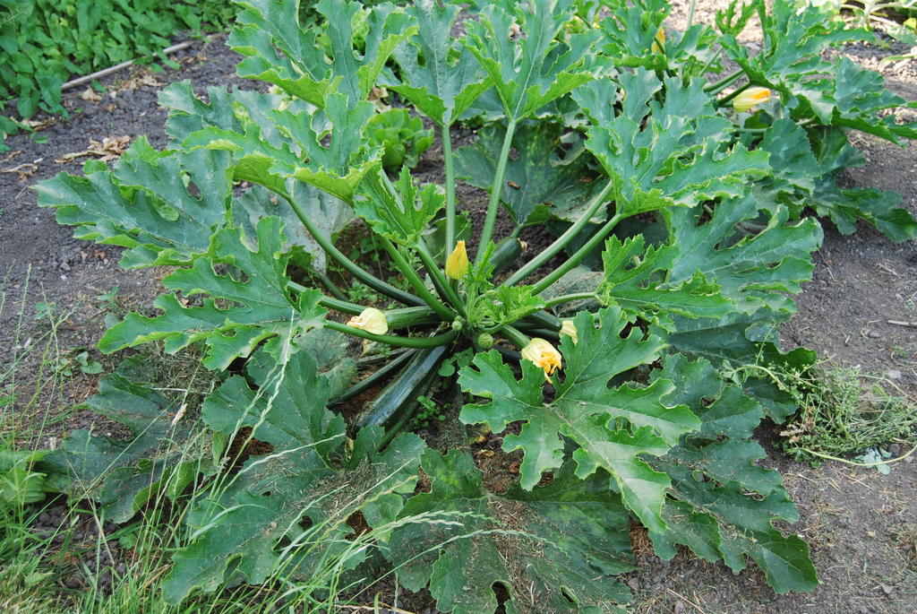 Bed&Brood De Straverdonk Graft Værelse billede