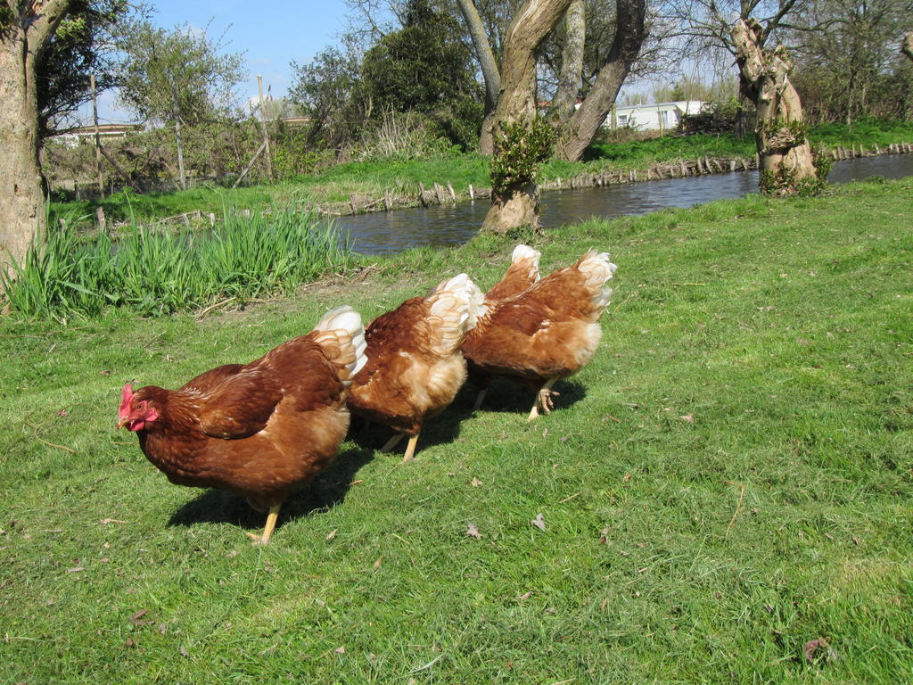 Bed&Brood De Straverdonk Graft Eksteriør billede